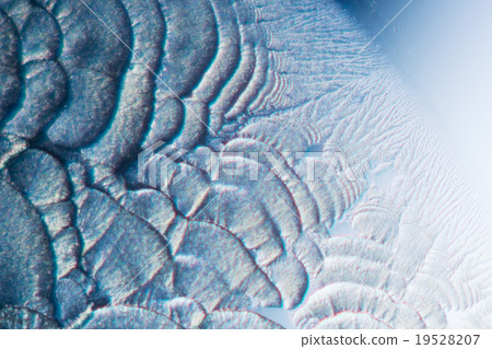 Crystals of vitamin C Crystals of vitamin C 19528207