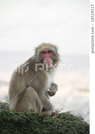 Japanese macaques 19528517