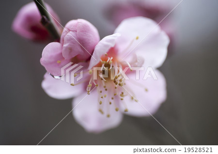 小白 小白 19528521