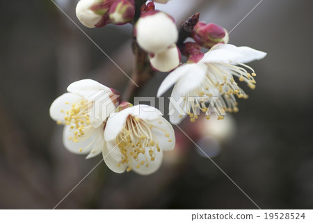 White plum White plum 19528524