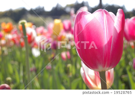 Tulip 19528765