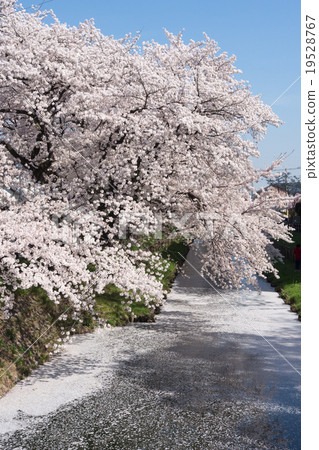 櫻花盛開，櫻花花瓣瀰漫在品川河的表面 19528767