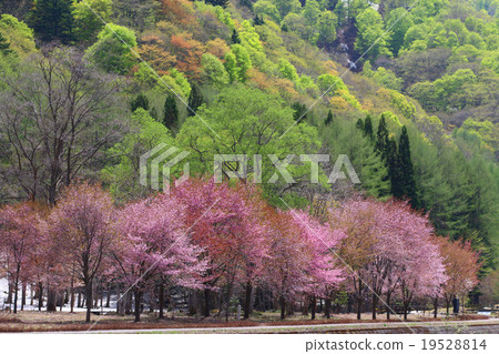 迷你Oze公園櫻桃樹 19528814