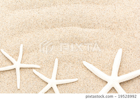 Starfish starfish 19528992