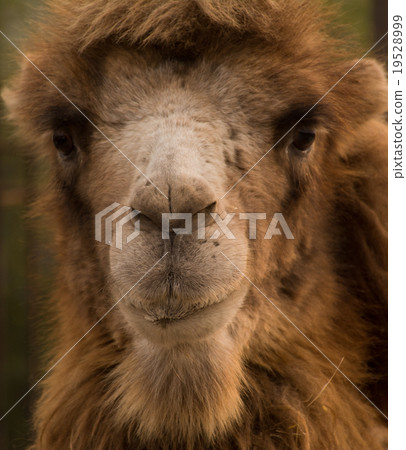 骆驼 骆驼 19528999