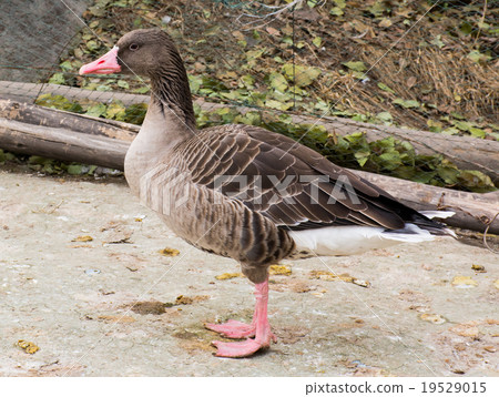 灰雁 19529015