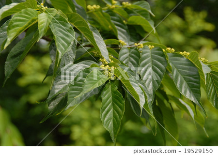Nekonochichi Nekonochichi 19529150