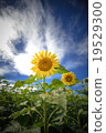 向日葵田 19529300