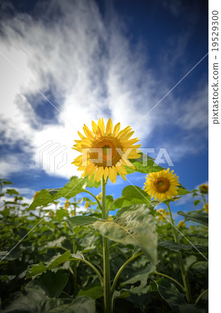 向日葵田 19529300