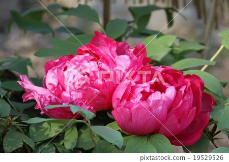 牡丹 牡丹 19529526