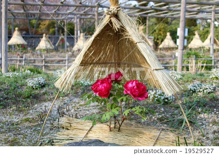 冬天牡丹 冬天牡丹 19529527