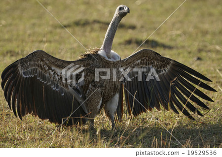 馬達拉禿鷹 19529536