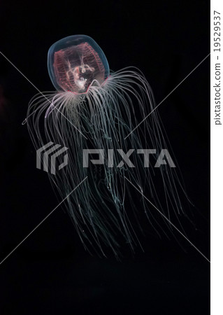Jellyfish Jellyfish Jellyfish Kamikuragage 19529537