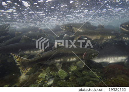 多彩的群眾 19529563