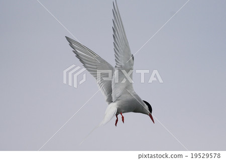 Kyoku Tanzashi 19529578