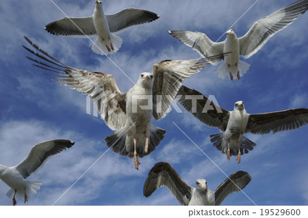 The American Sea gull gull 19529600