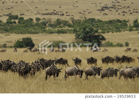 藍角馬 藍角馬 19529653
