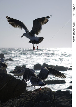 The American Sea gull gull 19529654