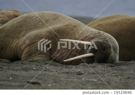 Walrus 19529696