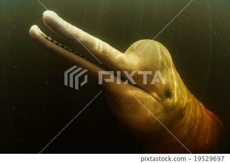 亞馬遜王海豚 19529697