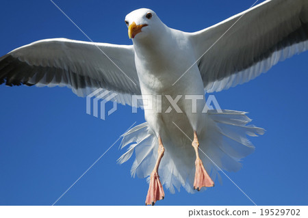 The American Sea gull gull 19529702