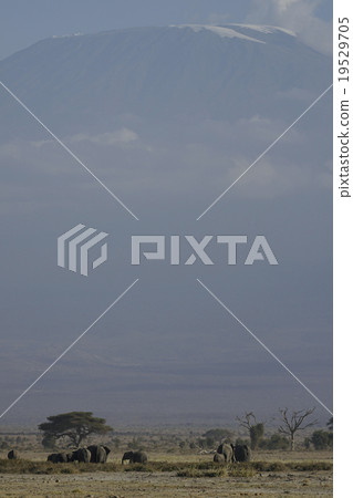 乞力馬扎羅山 乞力馬扎羅山 19529705