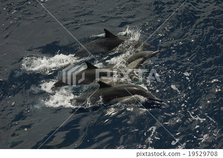 常見的海豚 常見的海豚 19529708