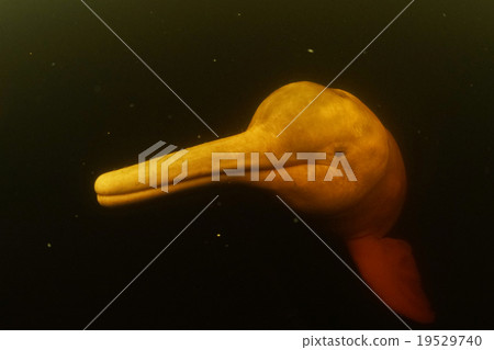 亞馬遜王海豚 19529740