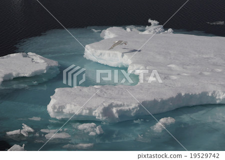 Mitsuyuki Gakame 19529742