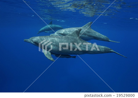 Minami hand dolphin 19529800