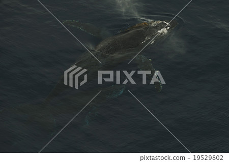 座頭鯨 19529802