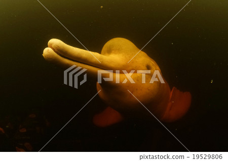 亞馬遜王海豚 19529806