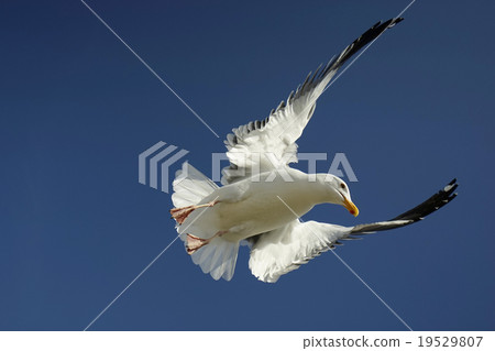 美洲海鷗鷗 19529807