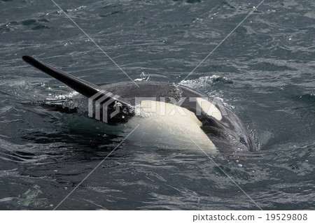 逆戟鯨 19529808