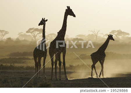 馬賽長頸鹿 19529866