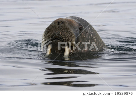 Walrus Walrus 19529876