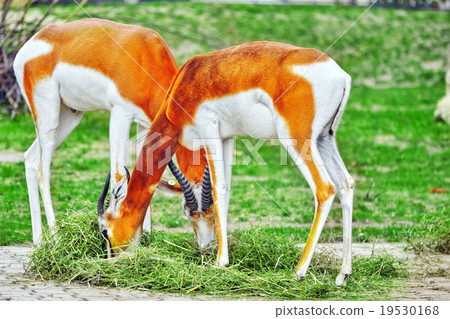 Couple Gazelle on the prairie 19530168