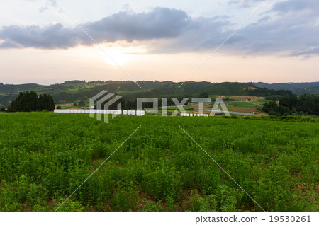 Uehara Cosmos garden dusk of summer Niigata prefecture Uonuma city 19530261