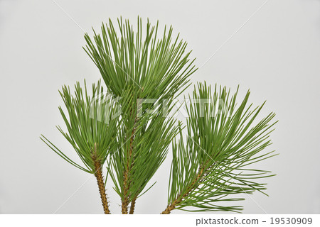 New Year flower pine 19530909