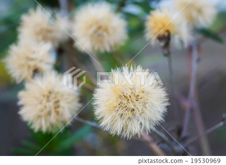 dry grass flower 19530969