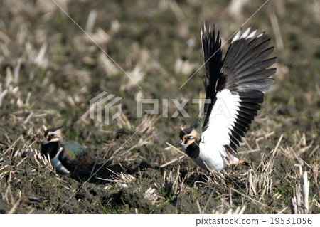 塔格利的伸長率 19531056