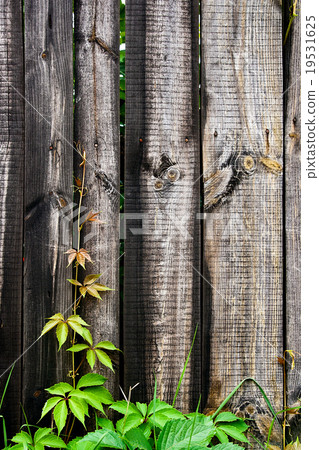 Green leaves of wild grapes on wooden background Green leaves of wild grapes on wooden background 19531625