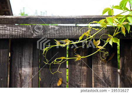 Foliage wild grapes on vintage wooden background Foliage wild grapes on vintage wooden background 19531627