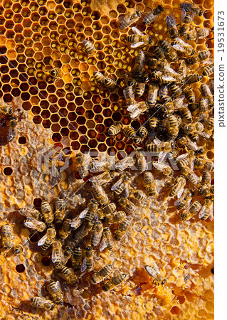 Bees on the yellow honeycomb with sweet honey. Bees on the yellow honeycomb with sweet honey. 19531673