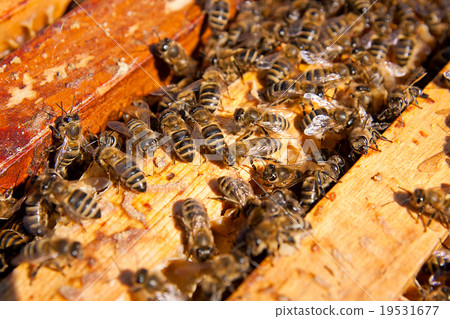 Close up view of the bees swarming on a honeycomb. Close up view of the bees swarming on a honeycomb. 19531677