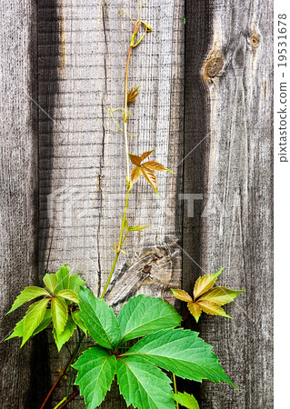Foliage wild grapes on vintage wooden background Foliage wild grapes on vintage wooden background 19531678