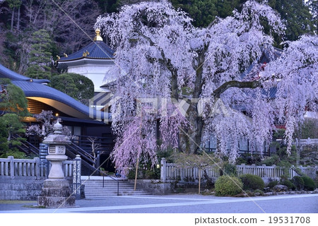 Cherry blossoms at Koboji Temple at sunset after sunset Cherry blossoms at Koboji Temple at sunset after sunset 19531708