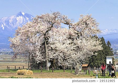 米澤的千歲櫻花 米澤的千歲櫻花 19531905