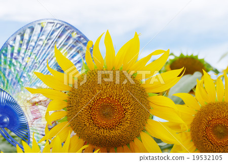 Zama Sunflower 19532105