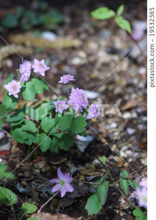I am a plum blossom shrimp bamboo larch. I am a plum blossom shrimp bamboo larch. 19532365